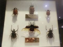 -上海昆虫博物馆