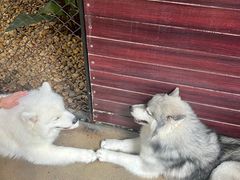 -TrueLove @ Neverland (Husky Cafe)