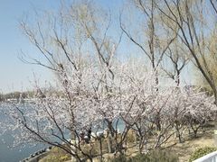 -大兴滨河森林公园