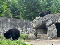 -都江堰中华大熊猫苑