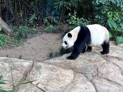-广州长隆野生动物世界