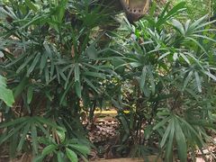 -海南热带野生动植物园