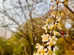 -广东花都湖国家湿地公园