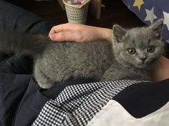 -喵zoo家庭繁育猫舍(尖东智能花园店)