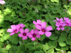 iphone_upload_pic-高东镇樱花园