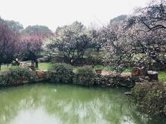 -香雪海