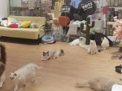 -1013 PET SHOP精品宠物商店(丁香店)