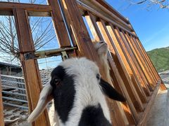 -北京鹿世界主题园