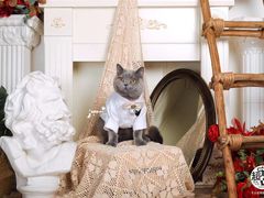 -超宠爱宠物摄影-Super pet