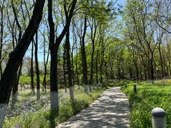 -大兴滨河森林公园