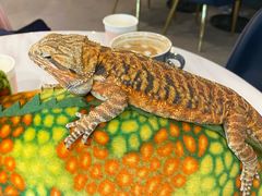 -FAIRYLAND龙族星球主题餐厅(凯丹广场店)