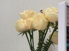 -深圳富茂格伦菲尔口腔门诊部(龙华清湖总院)