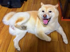 -佳雯宠物医院·皮肤科·内外科(春晓路分院)