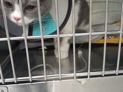 -艾贝尔宠物医院·24H转诊中心·肿瘤猫专科(江宁双龙店)