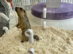 -怪兽屋·羊驼·猫咖·狗咖(俊华广场店)