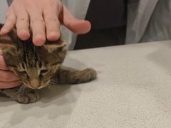 -艾吉宠物医院·疑难杂症转诊中心·猫友好(碧江路院)