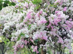 -深圳国际园林花卉博览园