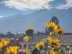 -喵屿·大理花园猫咖