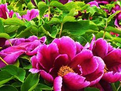 -曹州百花园