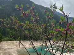 -九寨沟-树正沟