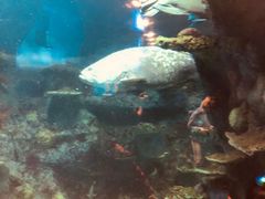 -悉尼海洋生物水族馆