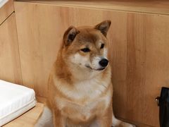 -是阿柴呀！柴犬咖啡·爱喵喵猫咖