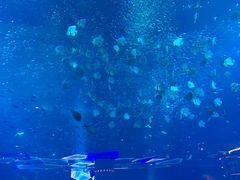 -亚特兰蒂斯•OSSIANO奥西亚诺海底餐厅