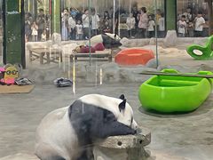 -栾川竹海野生动物园