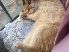 -lincat·猫舍(广州店)