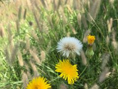 -天津东丽湖风景区