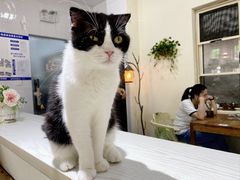 -猫小院猫主题餐厅(南锣旗舰店)