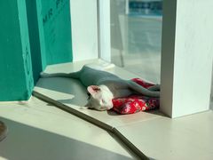 -飞行喵MR PILOT|猫舍·猫咖(静安大融城店)