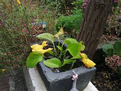 -风车面包