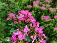 -广西壮族自治区药用植物园