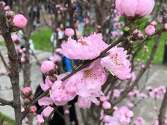 -武汉大学-樱园