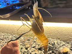 -DGE季风钓虾营地·团建·聚会