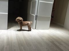 -酷狗靓猫宠物·洗护·美容·寄养(航北路店)