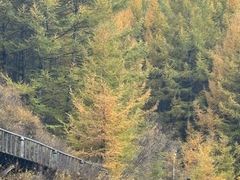 -苏木山森林公园