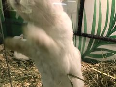 -藦茜花园宠物主题亲子互动体验馆(国顺东路店)