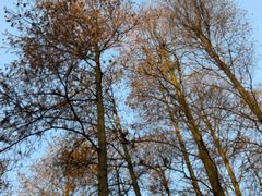 -青山公园萤火虫科普展