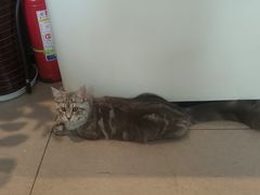 -御宝贝·A梦猫科宠物医院(国际猫友好医院)