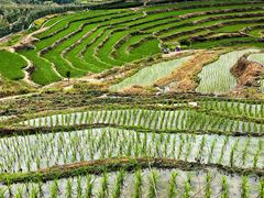 -牙胡梯田景区