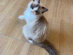 -唐小姐の私宠·宠物洗护美容·撸猫馆·购宠(周浦万达旗舰店)