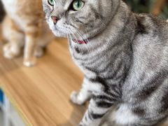 -平行世界·猫咖(首经贸店)