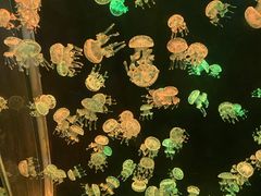 -欢乐海岸海洋奇梦馆