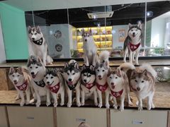 -Husky Go! 哈士奇体验馆·宠物咖啡厅狗咖