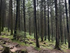 -芦芽山旅游度假区