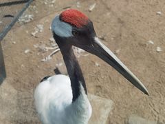 -盐城丹顶鹤湿地生态旅游区