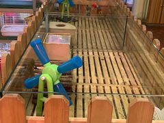 -宠物兔专门店(天丰利市场店)