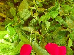 -慢丽江·云南野生菌土鸡锅(西山店)
